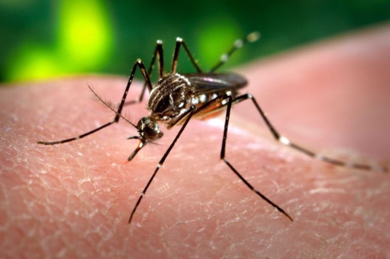 Belgrano y Nuñez están entre los barrios con menos casos de dengue