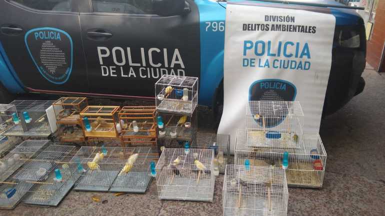 65 aves autóctonas en cautiverio fueron rescatadas en Nuñez