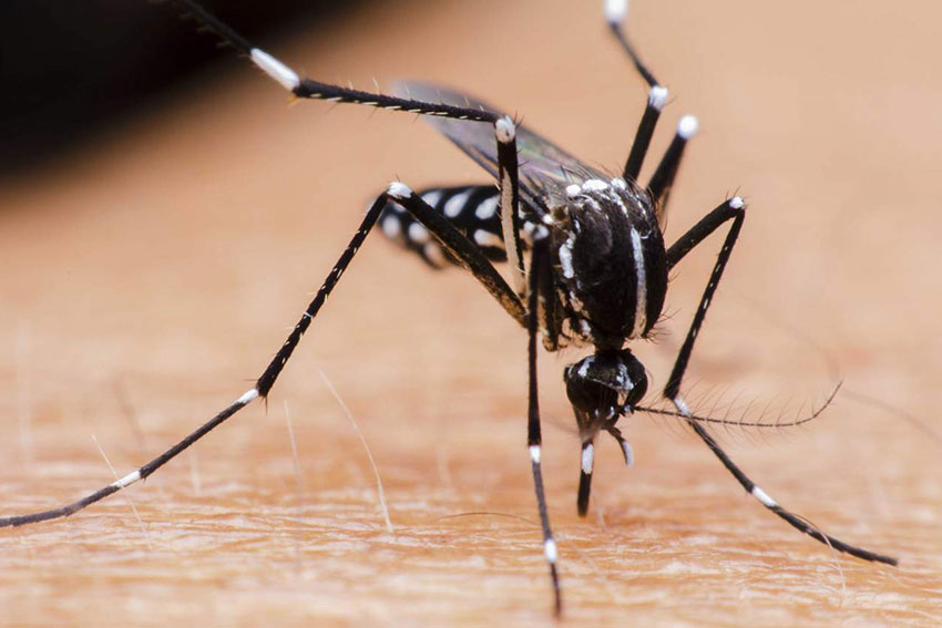 Inquietante aumento de los casos de dengue, cuyo brote estacional ya supera al anterior
