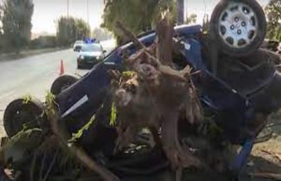 Vehículo chocó contra un árbol y lo arrancó