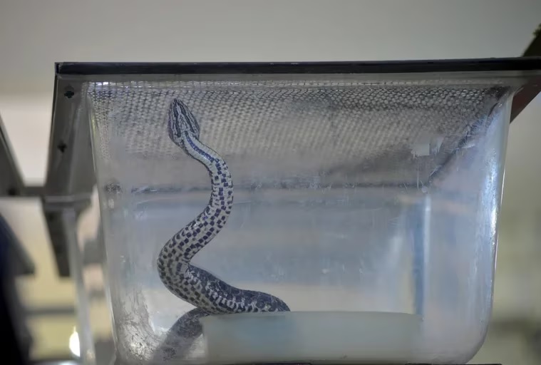 Hallaron una serpiente yarará en Ciudad Universitaria: “Son vecinos, habitantes naturales de la zona”
