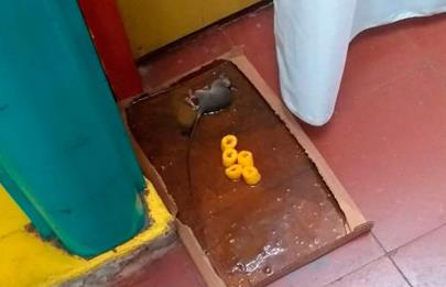 Concierto de estudiantes de música contra la invasión de ratas