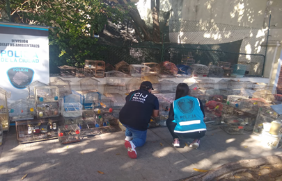 Recuperan aves de un criadero clandestino en Liniers