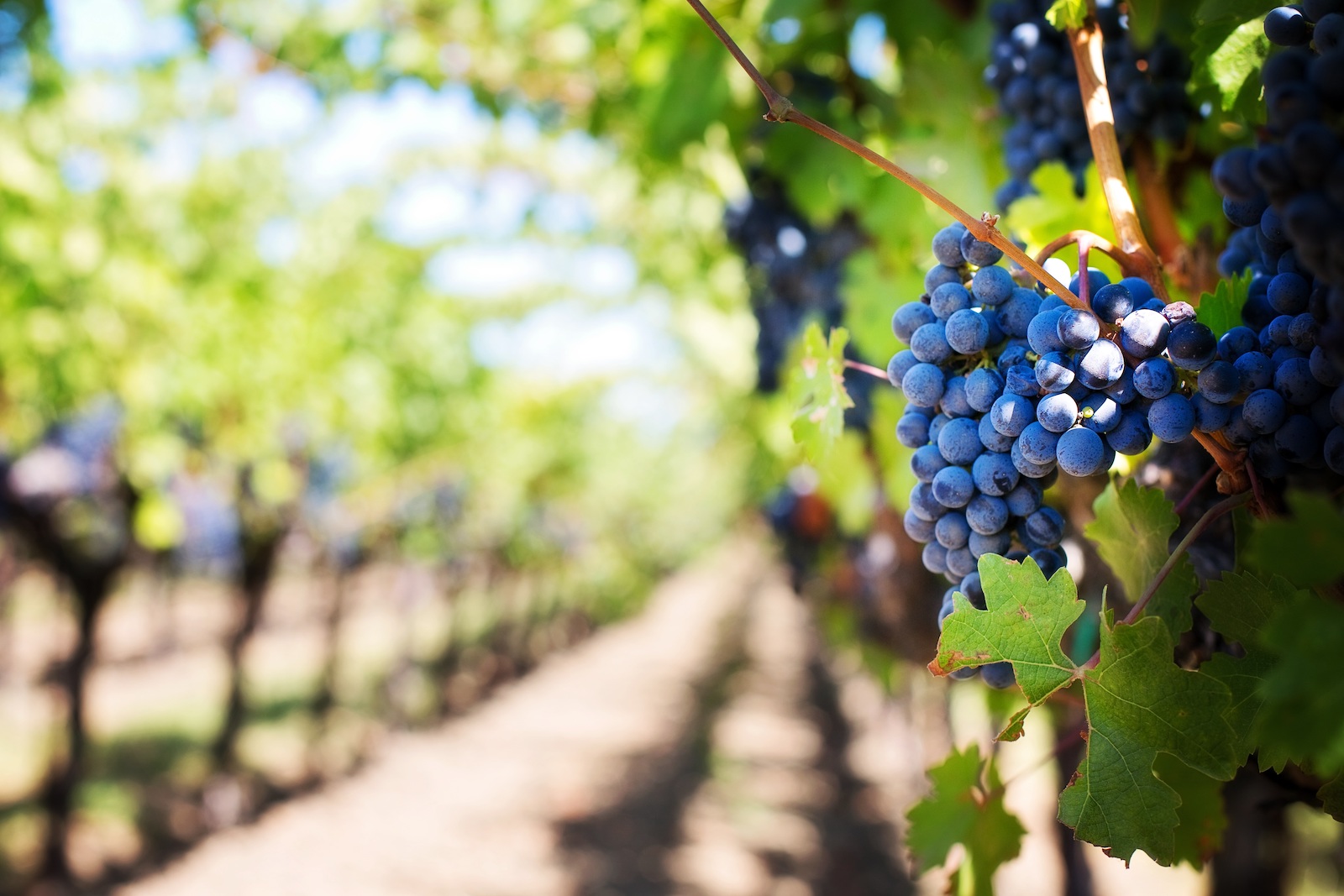 Enoturismo: Ciudad lanza las Guías de Turismo Enológico de la Escuela de Vino