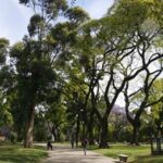 Arbolado: Los barrios de la Comuna 4 recibirán 1.700 ejemplares