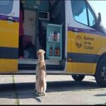 Campañas de vacunación antirrábica y castración para el mes de junio