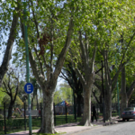 Mil árboles nuevos para la comuna 7