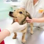 Castraciones y atención veterinaria gratuita en la ciudad