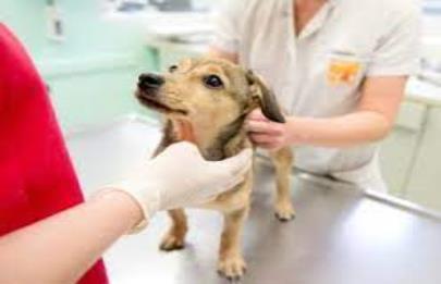 Castraciones y atención veterinaria gratuita en la ciudad
