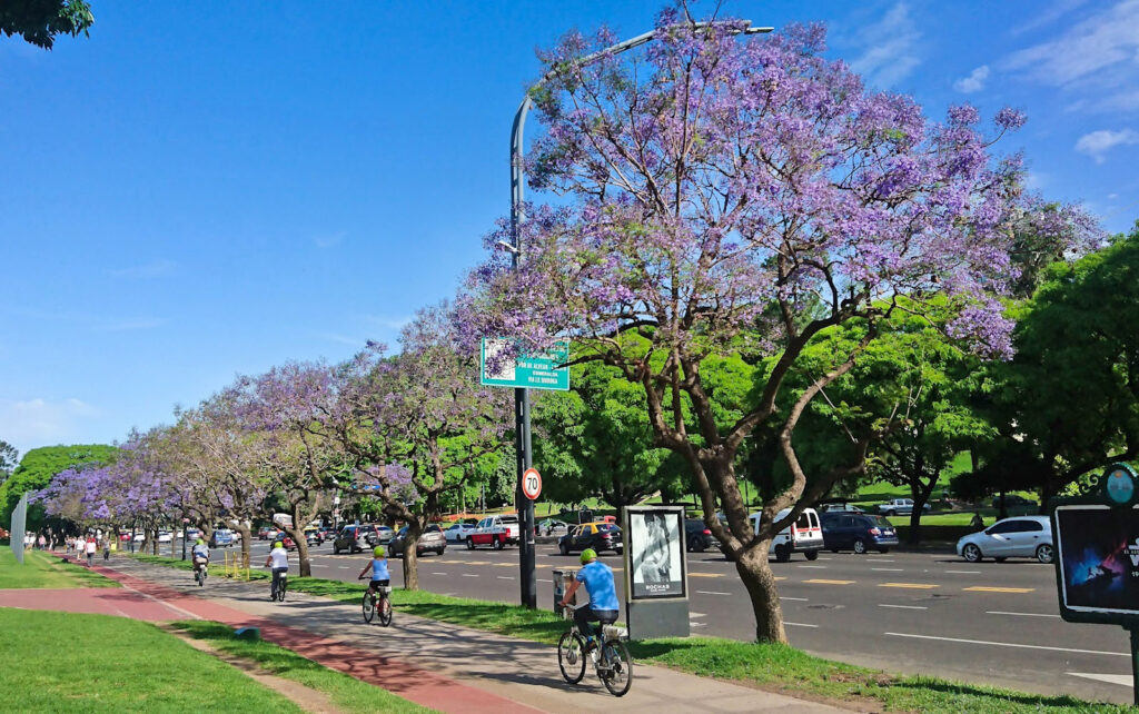 Ciudad anunció que plantará unos 22.000 árboles en el espacio público