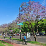 Ciudad anunció que plantará unos 22.000 árboles en el espacio público