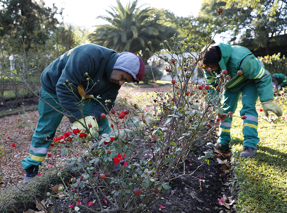 Palermo y Parque Chacabuco: los rosedales de la Ciudad repartirán esquejes a los vecinos