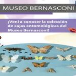 Muestra sobre mariposas en el Museo Bernasconi