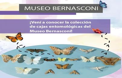 Muestra sobre mariposas en el Museo Bernasconi