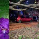 Convocan a un “abrazo” al Jardín Botánico en defensa de su patrimonio