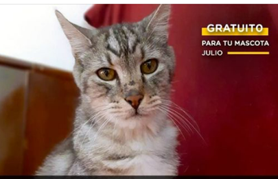 Vacunación antirrábica gratuita en la Comuna 9
