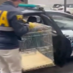 Mataderos: Rescatan guacamayos de una fabrica