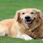 Indemnización para mujer atacada por un perro en Villa Lugano