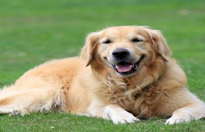 Indemnización para mujer atacada por un perro en Villa Lugano