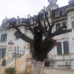 Denuncian destrucción de árboles en el hospital Piñero