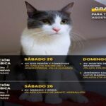 Vacunación antirrabica en la Ciudad