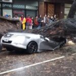 Durante la tormenta, un árbol aplastó un auto en Chacarita
