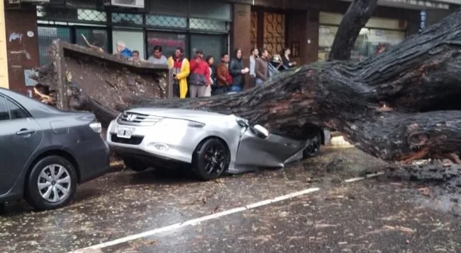 Durante la tormenta, un árbol aplastó un auto en Chacarita
