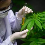 El Gobierno reglamentó la ley de Cannabis sancionada en mayo de 2022, que administrará el otorgamiento de licencias