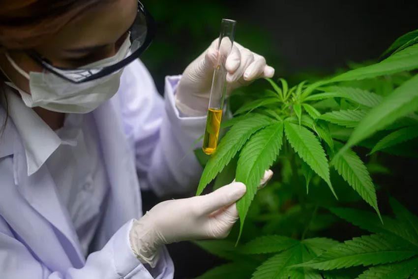 El Gobierno reglamentó la ley de Cannabis sancionada en mayo de 2022, que administrará el otorgamiento de licencias