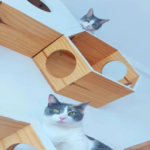 Flores: Transformaron su departamento en una guardería de gatos