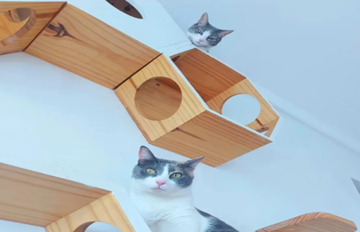 Flores: Transformaron su departamento en una guardería de gatos