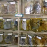 Piden declarar de Interés Cultural a las actividades del Museo de Patología de la UBA