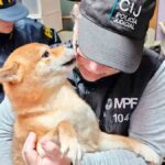 Rescataron una veintena de perros de origen japonés, hacinados y enjaulados, en un criadero ilegal en Balvanera