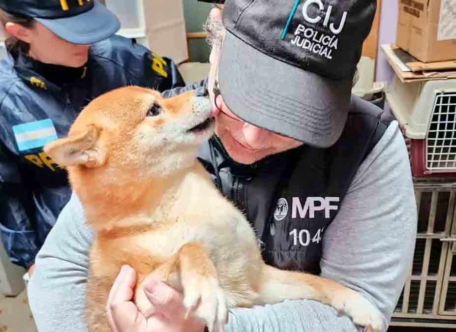 Rescataron una veintena de perros de origen japonés, hacinados y enjaulados, en un criadero ilegal en Balvanera