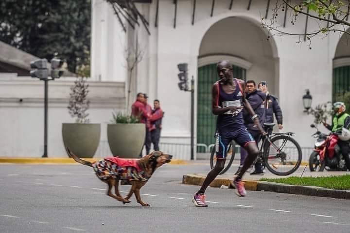 Enojo en Kenia con la Maratón de Buenos Aires: un perro atacó a un atleta que iba primero y lo hizo finalizar tercero