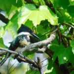 Presentan amparo para que cese la construcción de bares en la Reserva Ecológica Ciudad Universitaria de Costanera Norte