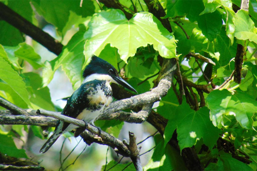 Presentan amparo para que cese la construcción de bares en la Reserva Ecológica Ciudad Universitaria de Costanera Norte