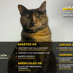 Atención veterinaria y castraciones gratuitas en barrios porteños