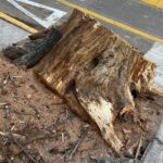 Talaron un árbol antiguo en Billinghurst y Guardia Vieja: “Es tristísimo”