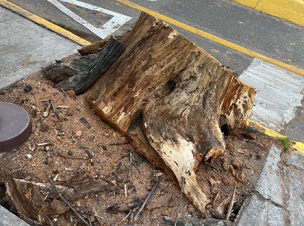 Talaron un árbol antiguo en Billinghurst y Guardia Vieja: “Es tristísimo”