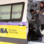Atención veterinaria gratis en Villa Lugano