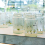 Cómo ayudará a combatir el Cambio Climático el primer vivero in vitro de la Ciudad