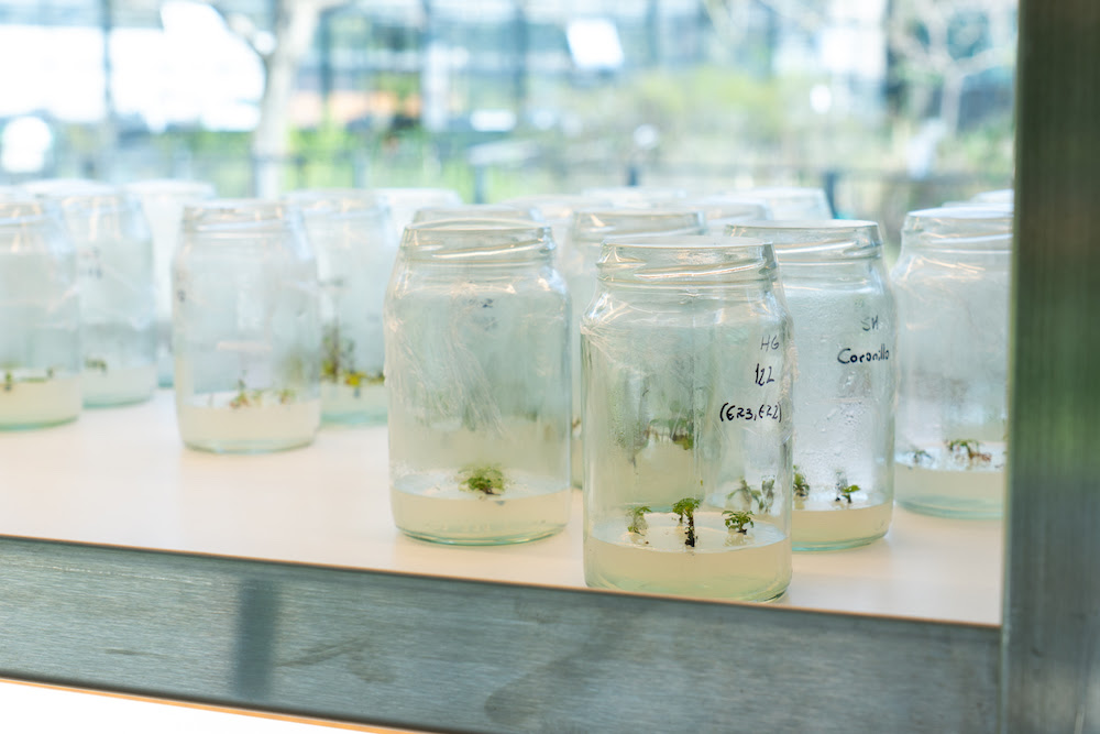 Cómo ayudará a combatir el Cambio Climático el primer vivero in vitro de la Ciudad