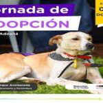 Se viene una jornada de adopción de mascotas en Parque Avellaneda