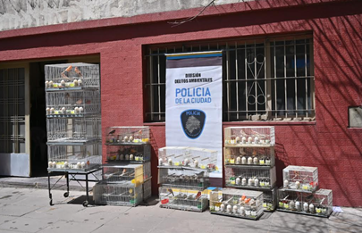 Rescatan aves de criadero ilegal