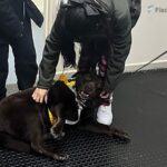 Caso pionero: dos niñas víctimas de abuso brindaron su testimonio acompañadas por una perra entrenada por una ONG de San Cristóbal