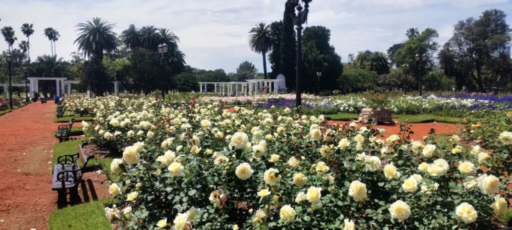 En primavera los rosales lucen a pleno en Palermo