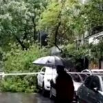 La tormenta de ayer desnudo la falta de mantenimiento del arbolado