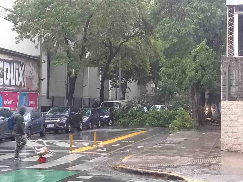 Almagro: por el temporal, cayó un árbol y obstruyó el tránsito en la calle Don Bosco, casi Maza