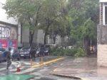 Almagro: por el temporal, cayó un árbol y obstruyó el tránsito en la calle Don Bosco, casi Maza